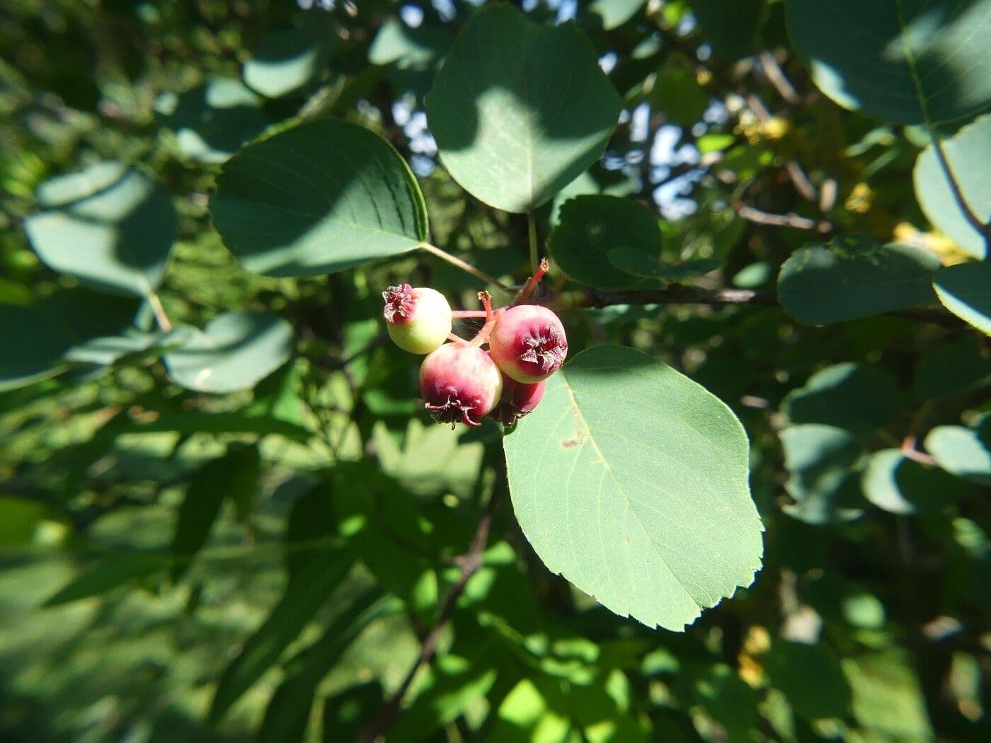 Pacific serviceberry 4