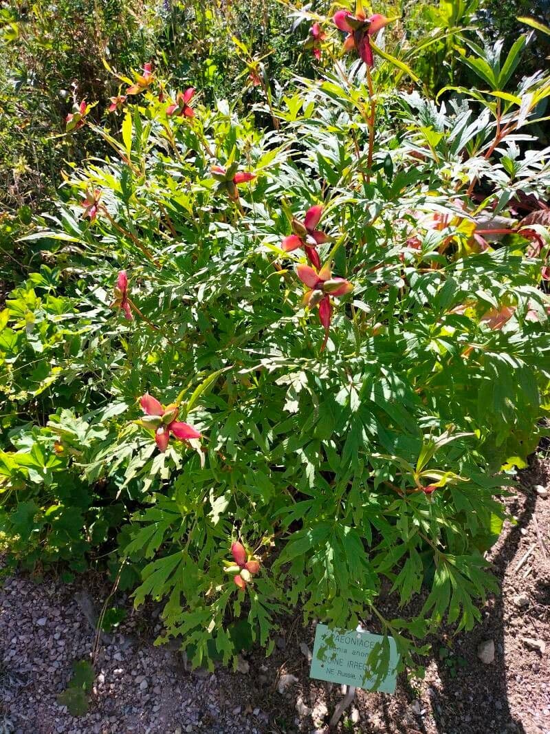 Anomalous peony 11