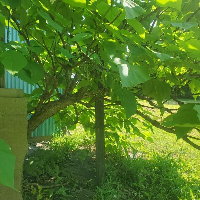 Northern catalpa 13