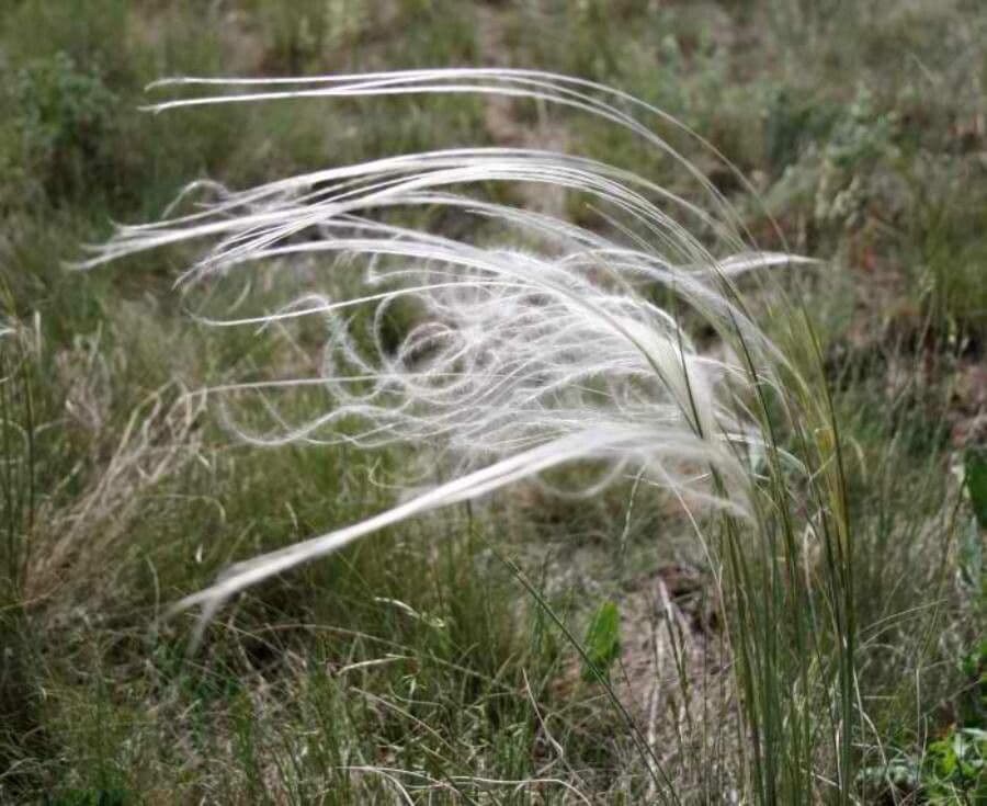Dwarf feather grass 22