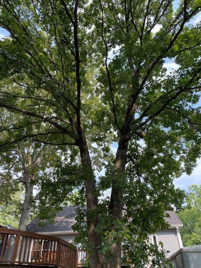 Post oak 2