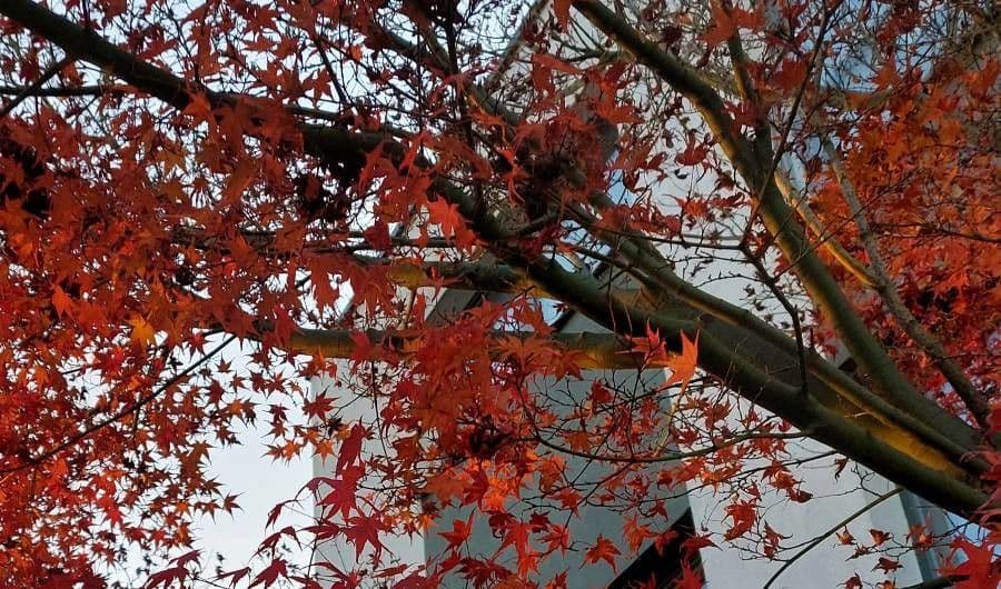 Japanese Maple 22