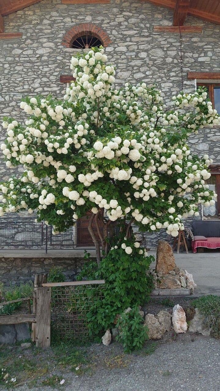 Chinese snowball 10
