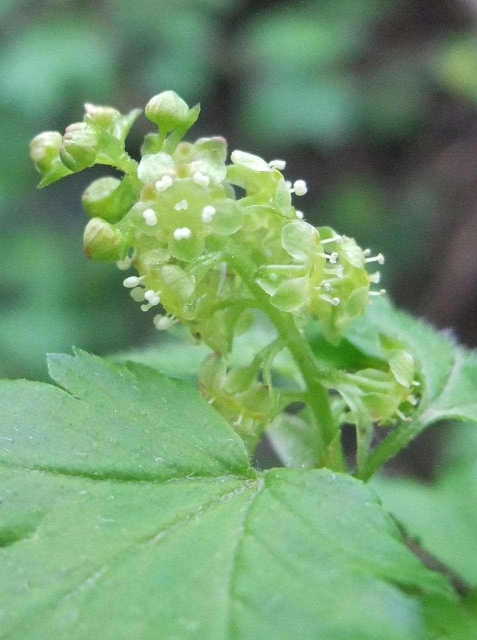 Alpine currant 6