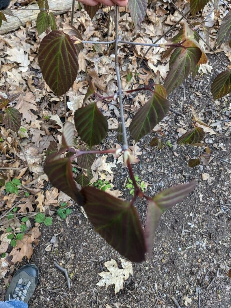 Tea-leaf viburnum 5