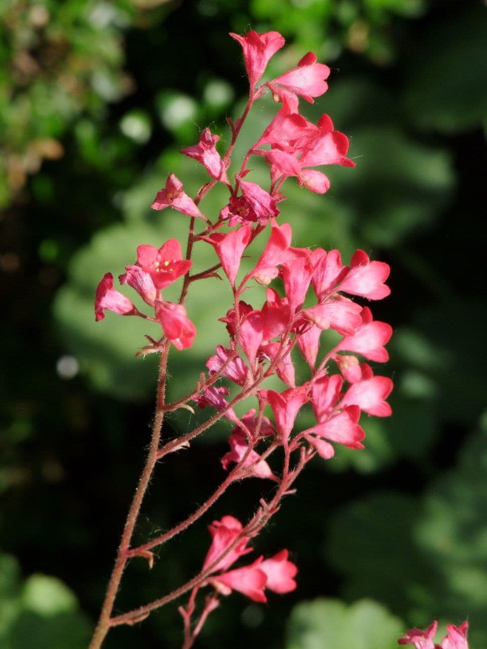 Coralbells 10