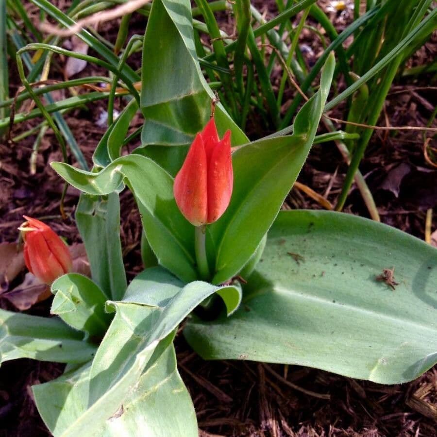 Tulip 10