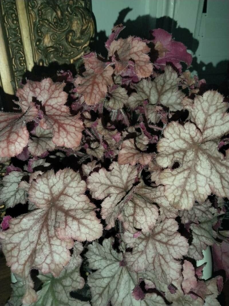Coralbells 23