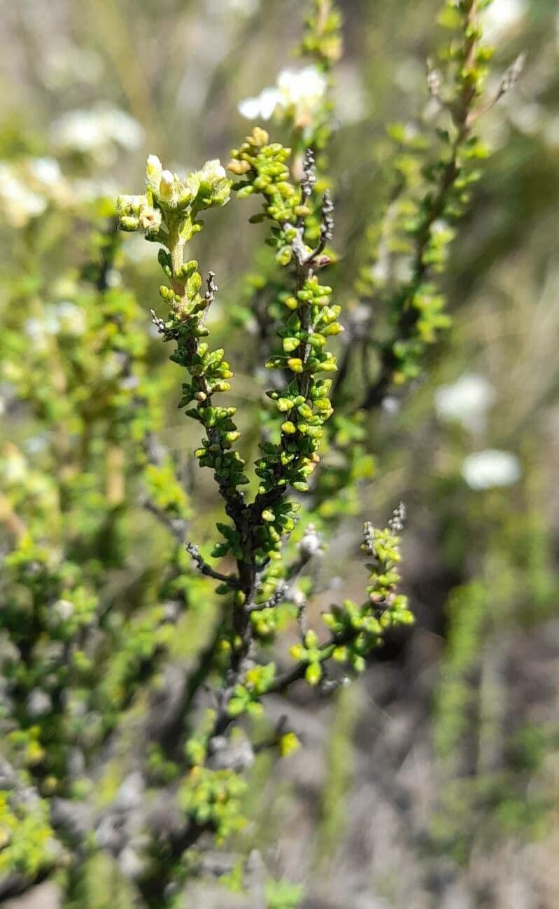 Acantholippia 5