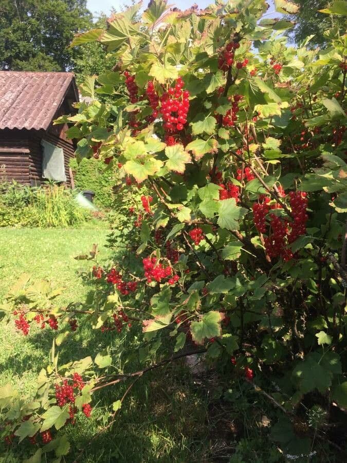 Garden currant 18