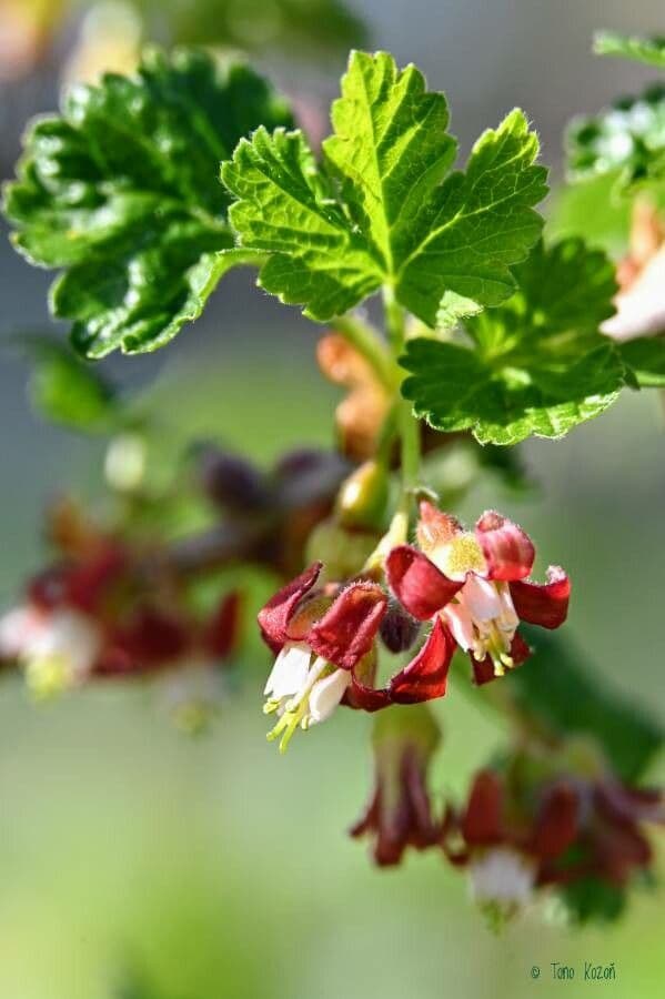 European Gooseberry 9