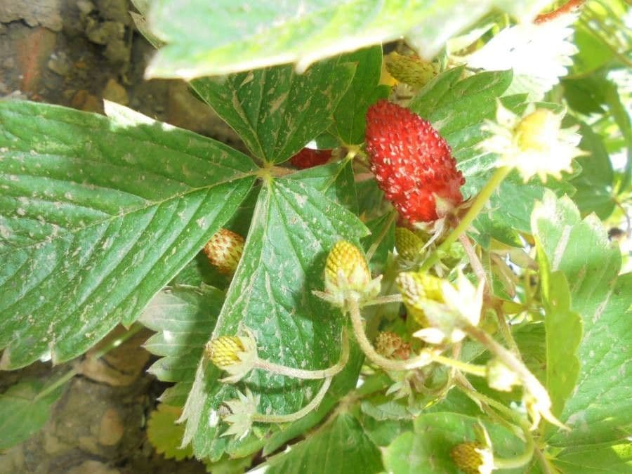 Alpine strawberry 2
