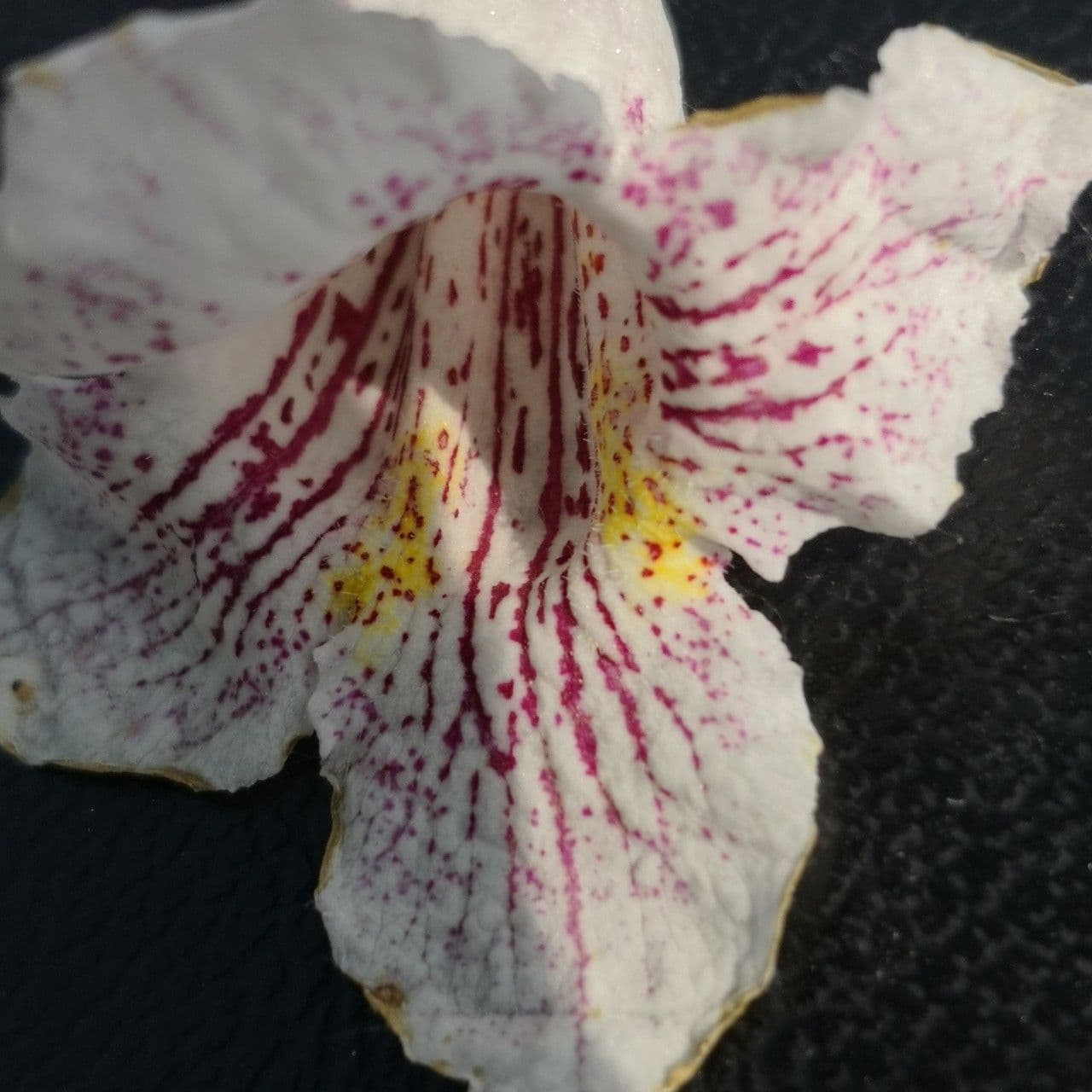 Manchurian catalpa 4