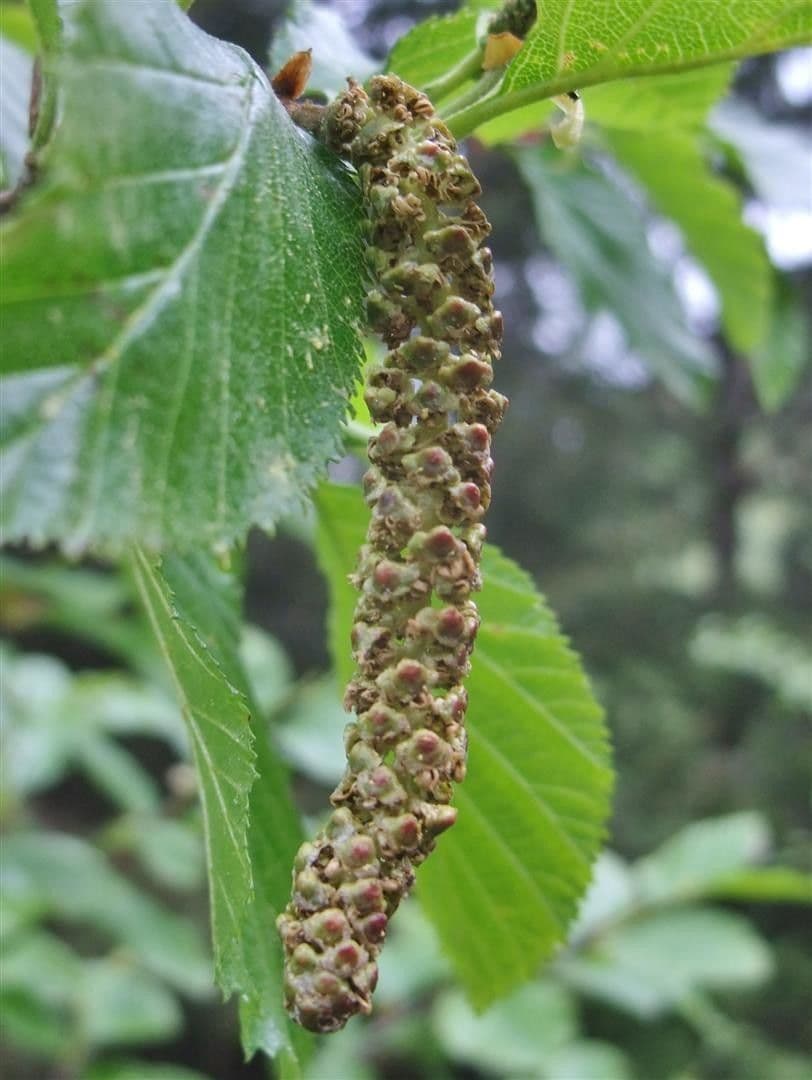 Green alder 6