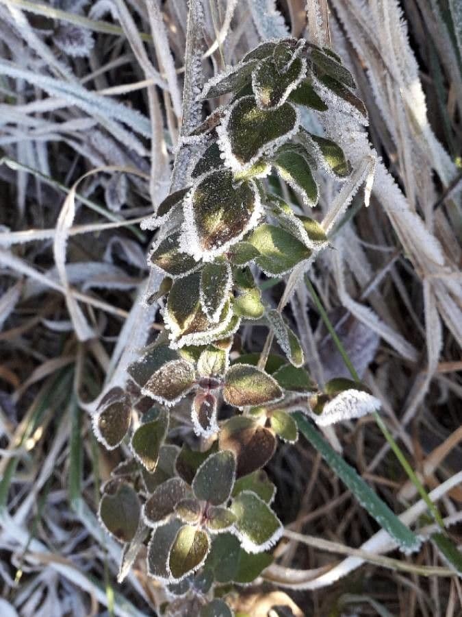 Wild marjoram 20