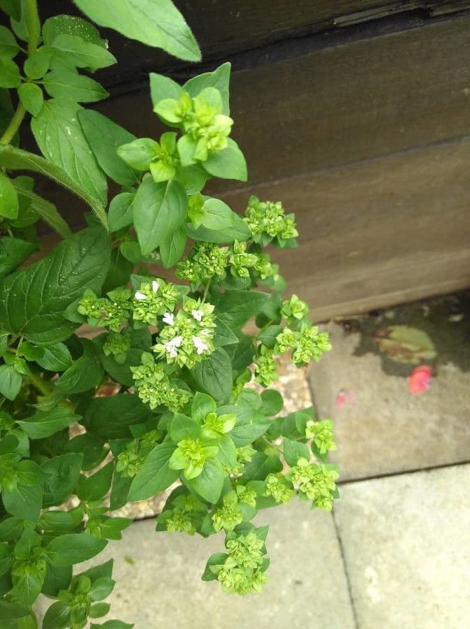 Wild marjoram 8