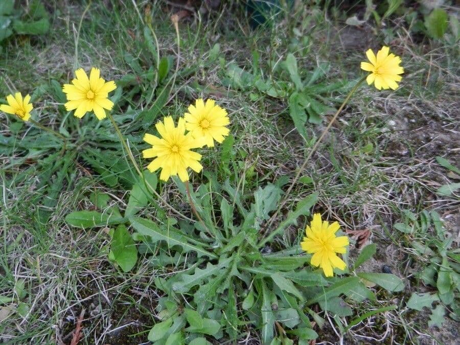 Hairy hawkbit 12