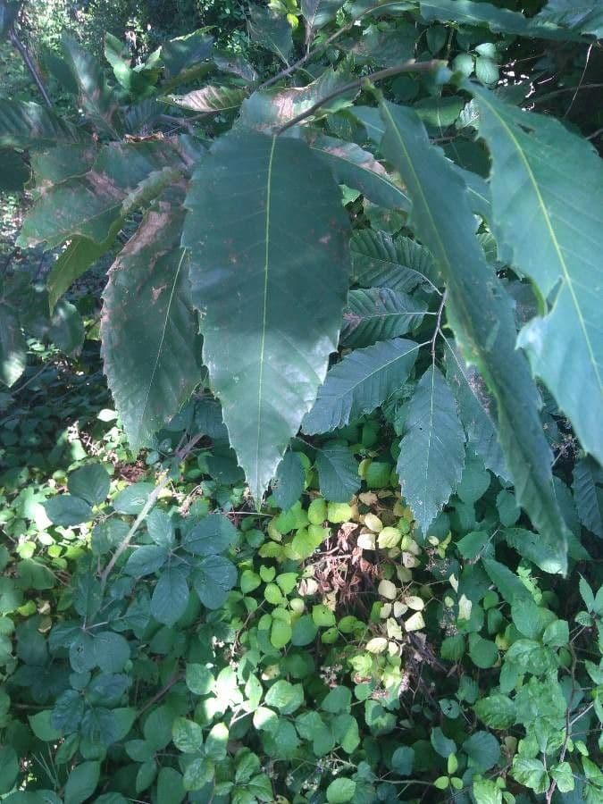 American chestnut 19