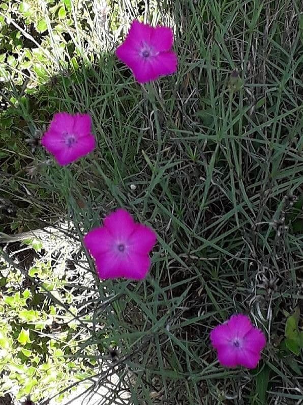 Carthusian pink 6