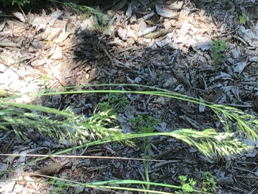 Needle grass