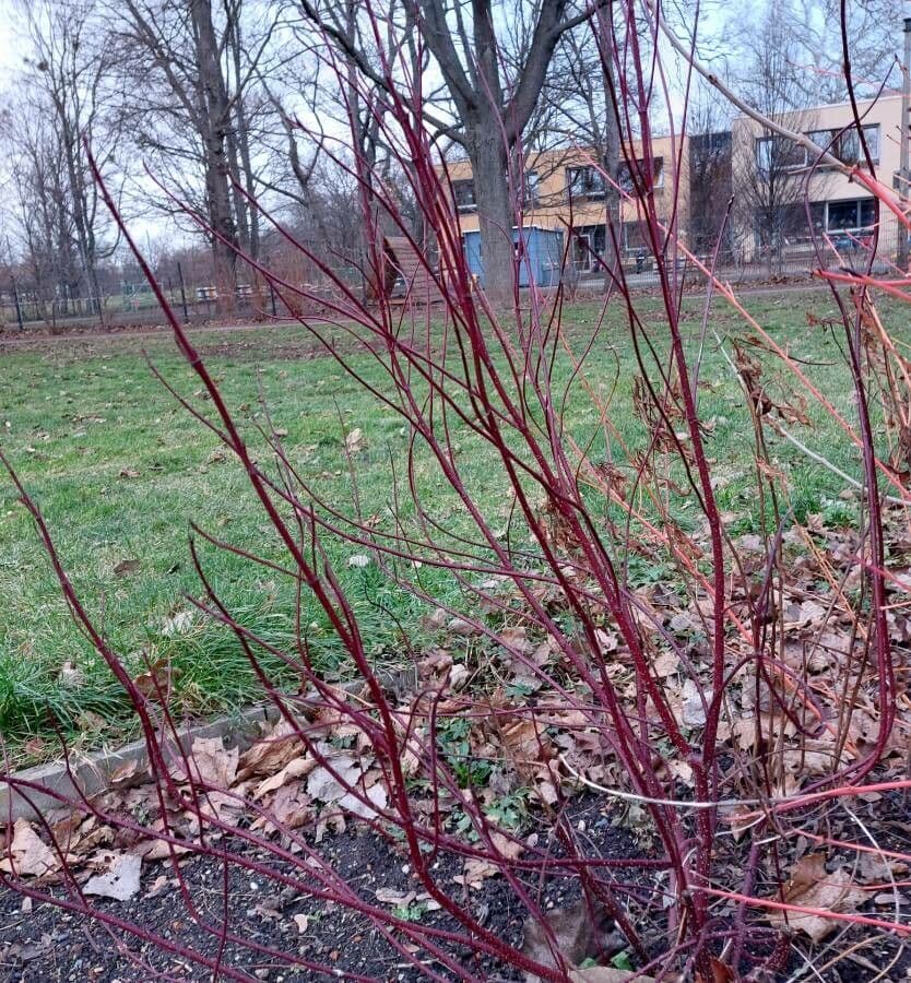 Red-osier dogwood 13
