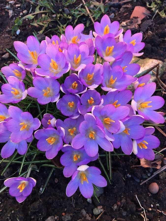 Early crocus 9
