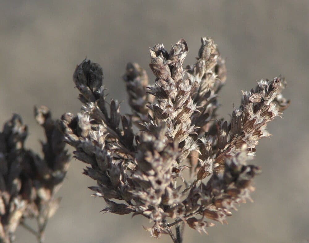 Wild marjoram 2
