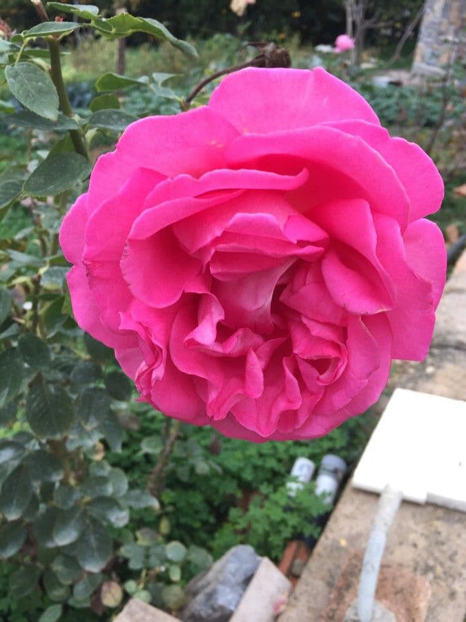 Bengal rose 26
