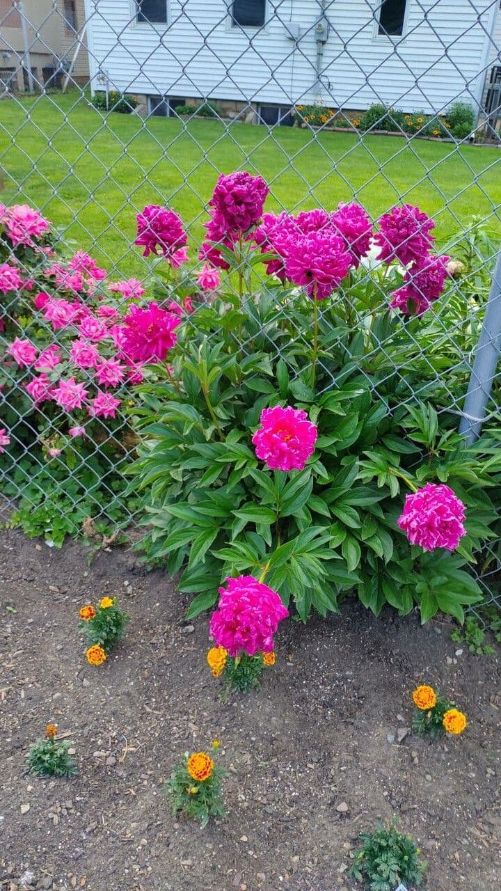 Common garden peony 27