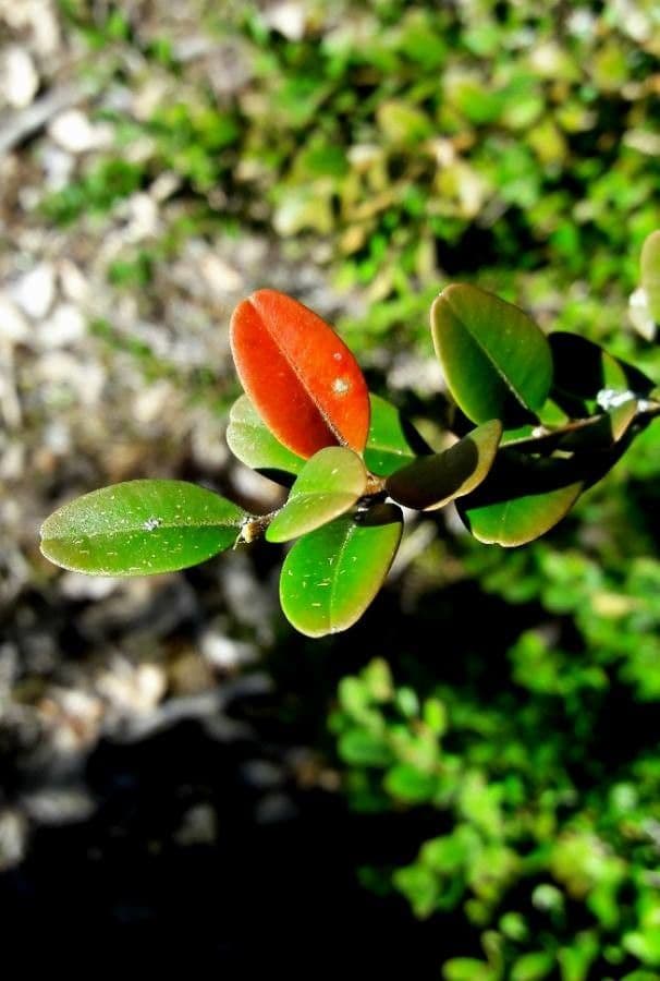 Caucasian boxwood 19