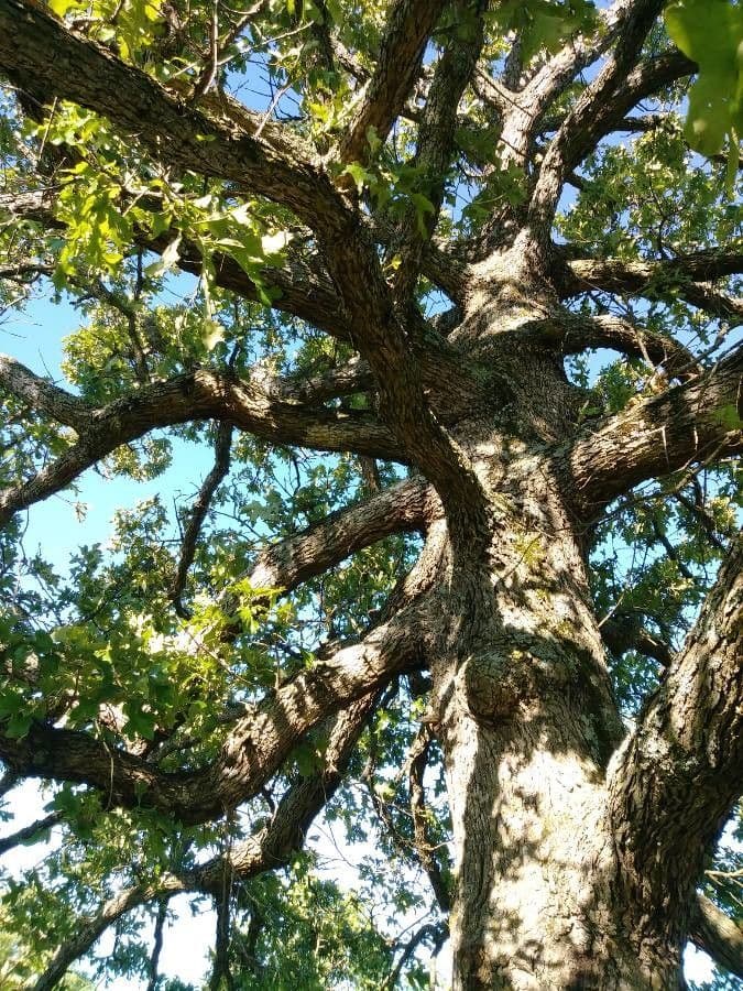 Post oak 16