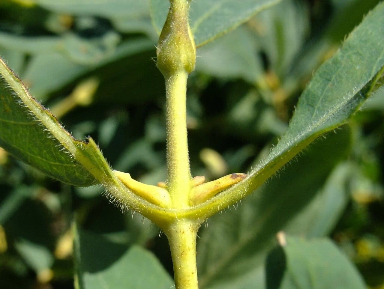 Blue honeysuckle 25