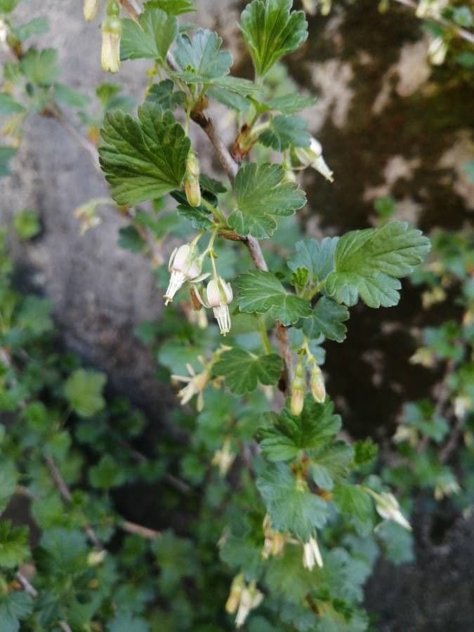 American gooseberry 3