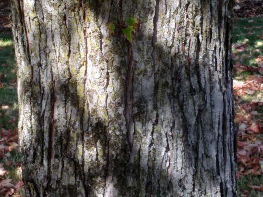 Red maple 25