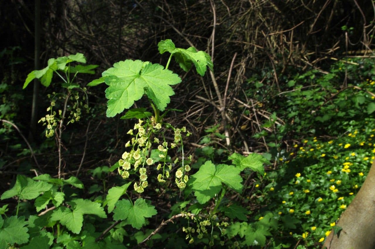 Garden currant 27