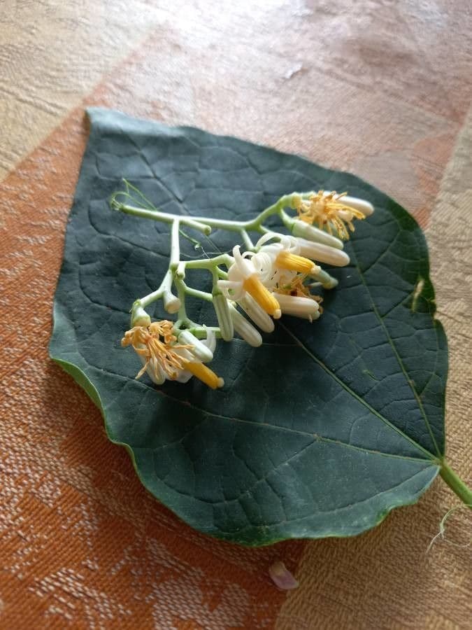 Alangium 6