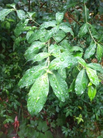 Brown dogwood 7