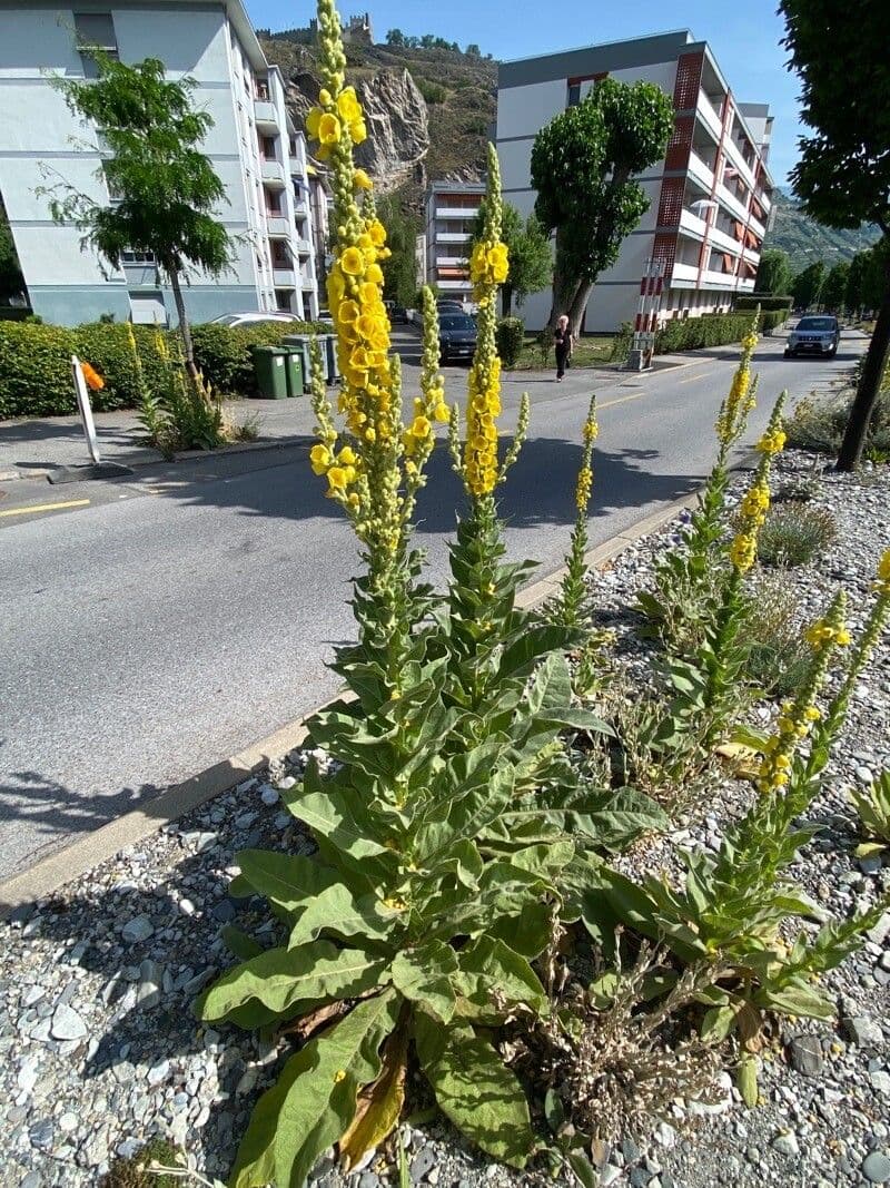 Dense-flower mullein 12