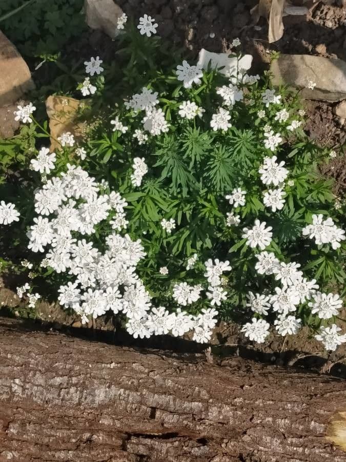 Evergreen candytuft