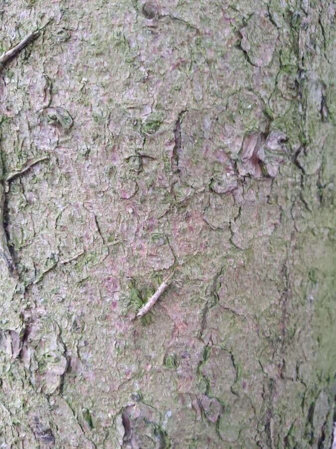 Cherry-laurel 22