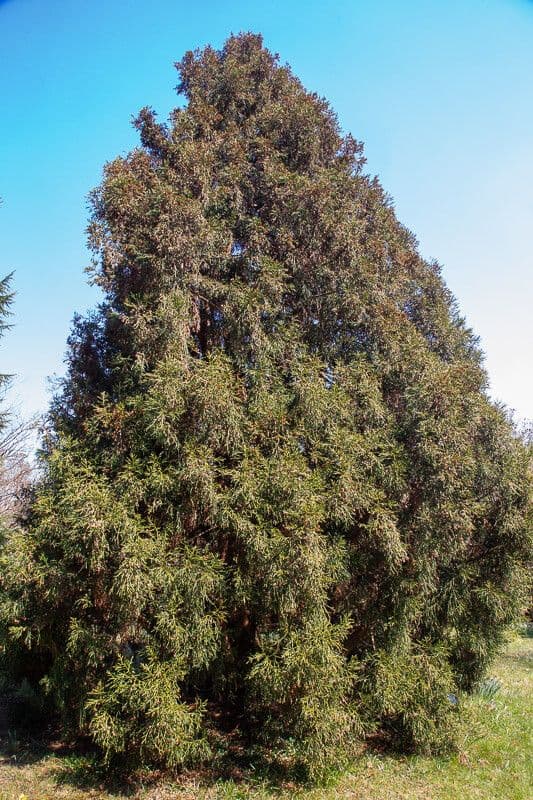 Loose-leaved tasmanian cedar