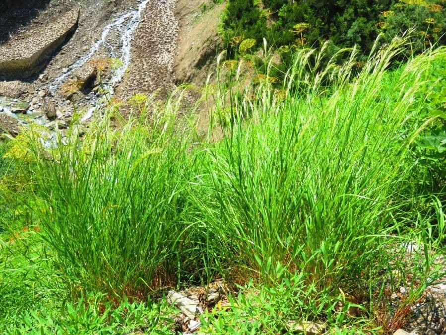 Needle grass 9