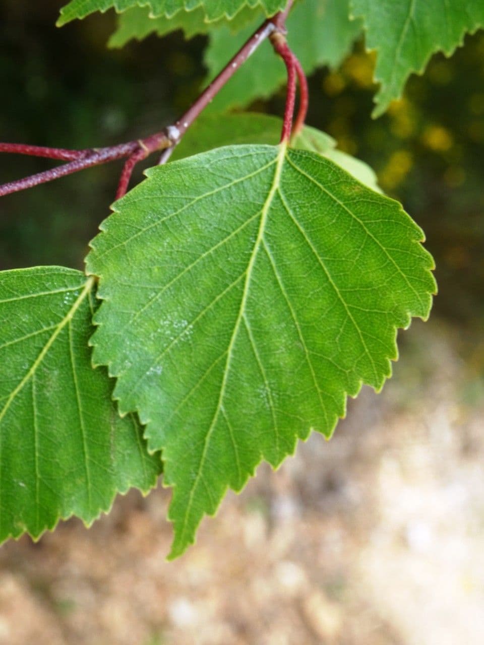 European white birch 19