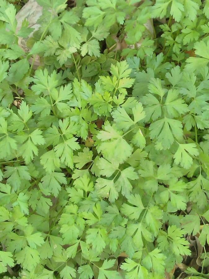 Garden parsley 24