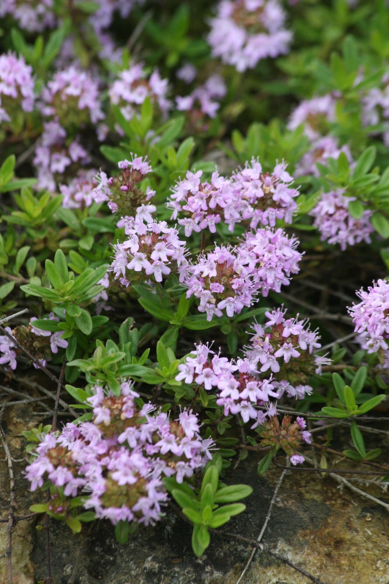 Long-stemmed thyme 2
