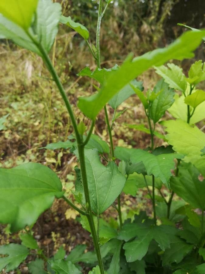 Alpine currant 25