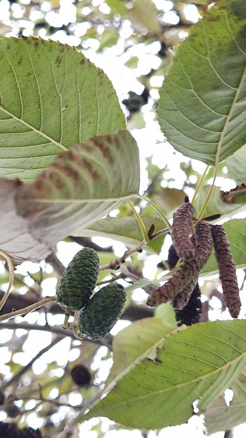 Caucasian alder 5