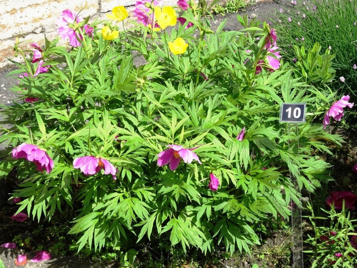 Anomalous peony 4