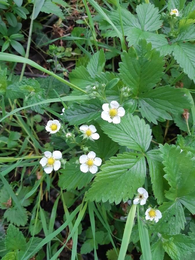 Alpine strawberry 24