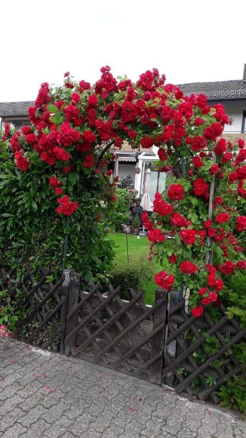 Bengal rose 15